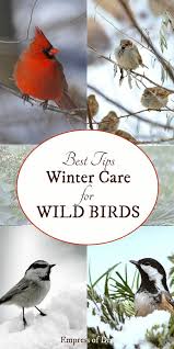 Love Birds Find Out How To Keep Them Coming Back To Your Garden All Winter Long Backyard Birds Sanctuary Birds Bees Butterflies Backyard Birds Watching