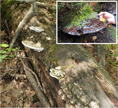 Image result for Ganoderma applanatum