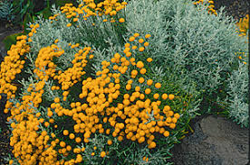 Image result for Santolina chamaecyparissus