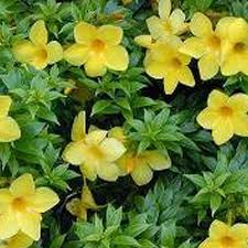 Image result for Allamanda