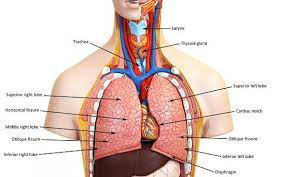 This diagram depicts pictures of digestive system for kids 744×1121 with parts and labels. Activity 5 Examining The Human Torso Model Flashcards Easy Notecards