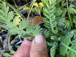 Image result for Moraea clavata