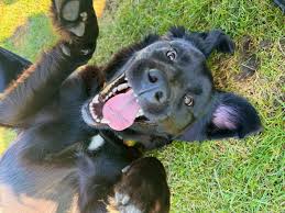 Cook County Sheriff's Office "Tails of Redemption"