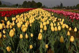 Best places to visit in kashmir. Indira Gandhi Tulip Garden Srinagar 2021 All You Need To Know Before You Go With Photos Tripadvisor
