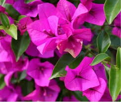 Broadway's neon lights meet their match in unabashedly gaudy bougainvillea vines' (bougainvillea spp.) blooms. Bougainvillea