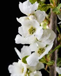 Image result for Exochorda