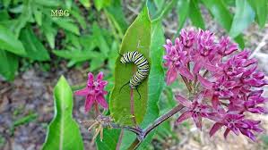 Asclepias Purpurascens Purple Milkweed For Monarchs Milkweed Flower Asclepias Milkweed