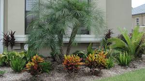 Give it some space, though. Pygmy Date Palms Help Define Tropical Landscapes