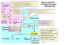 Prothrombin time (pt) and activated partial thromboplastin time (aptt) are common initial tests in the evaluation of patients with suspected bleeding disorders pt evaluates extrinsic and common pathways aptt measures intrinsic and common pathways essential features. Intrinsic Pathway Ptt Aptt Diagram Quizlet