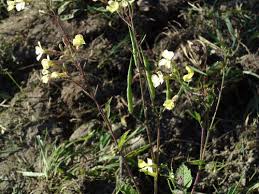 We did not find results for: Yellow Flowered Weeds In Northern Michigan A Raphanus Raphanistrum