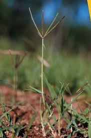 Image result for Cynodon incompletus