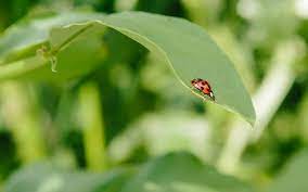 Appearances aside, you should learn how to attract ladybugs because these round, brightly colored beetles eat the best way to attract ladybugs to your garden is to provide their food. How To Attract Ladybugs To Your Garden Pass The Pistil