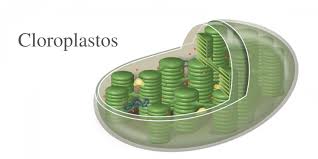 Partes de la celula vegetal. Celula Vegetal Concepto Tipos Partes Y Funciones