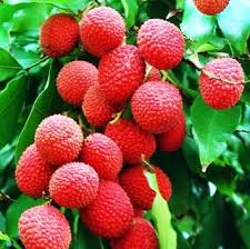 Lychee Tree Mauritius Variety Air Layered Lychee Tree Fruit Fresh Fruit