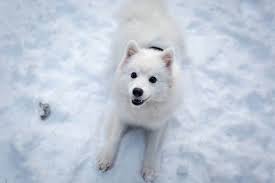 White Dog Names Over 150 White Snow Ice Inspired Ideas