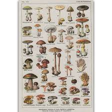 Us 5 49 S2855 Mushroom Chart Education Fungus Botany Wall Art Painting Print On Silk Canvas Poster Home Decoration In Painting Calligraphy From