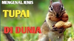 Terdapat tiga jenis produk insurans perubatan yang terdapat di malaysia iaitu: Mengenal Jenis Tupai Di Dunia Youtube