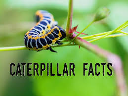 Check spelling or type a new query. Caterpillar Facts Questions And Answers About Caterpillars Owlcation