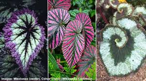 1500 x 715 jpeg 132 кб. Indoor Plants That Don T Need Sunlight With Houseplant Pictures