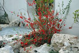 Image result for Chaenomeles