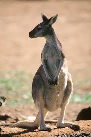 Antelopine Kangaroo Macropus Antilopinus Photograph by Phil A. Dotson