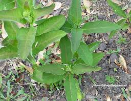 Asclepias Purpurascens Purple Milkweed For Monarchs Asclepias Milkweed Milkweed Plant