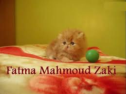 قطة بنوتة بيرشن ريد تابي زورار أصول هيمالايا animals cats tri