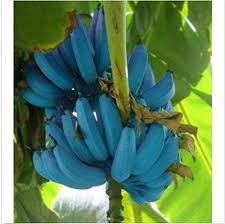 A magnificent plant with stunning leaves. Banana Seeds 200pcs Blue Banana Tree Seeds Delicious Rare Fruit Musa Blue Java Buy Online In United Arab Emirates At Desertcart Ae Productid 102714712