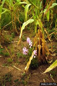 Image result for Striga hermonthica