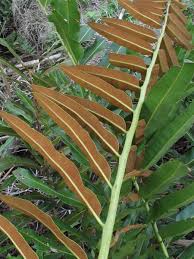 Image result for Acrostichum