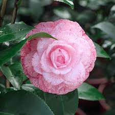 Pin On Camellias