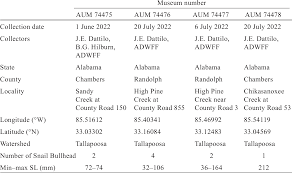 Image result for Agelanthus sp. aff. A. brunneus