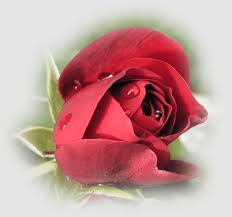 Gul Sekilleri, you Were Never Really Here, all The Way, roses, gul, flower  Resimleri, macro, bucket, flower, passion | Anyrgb