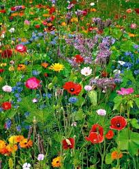 Seed Mat Wild Flower Mix Seeds From Spalding Bulb Wildflower Garden Wildflower Seeds Flowers