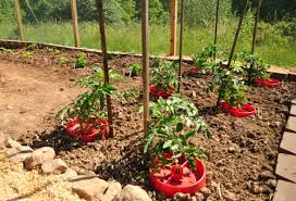 Happy chickens are healthy chickens! Keep Your Chickens From Scattering The Mulch My Pet Chicken Blog