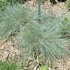 Image result for Festuca chodatiana