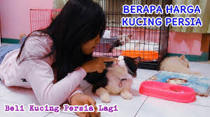 Dengan banyaknya jenis dari kucing persia ini membuat harga kucing persia menjadi beragam, hal seperti ini sebenarnya sudah biasa terjadi dalam dunia perdagangan bertujuan agar para peminatnya. Beli Kucing Persia Flatnose Longhair Penghuni Baru Harga Persia Medium Long Hair Youtube