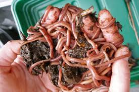 Jumping worms are also known as crazy snake worms, crazy worms, snake worms, asian worms, alabama jumpers, georgia jumpers, jersey wriggles, or wood alves. Earthworms Rhs Gardening