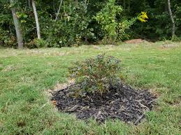 Buy Cherry Dazzle Crape Myrtle