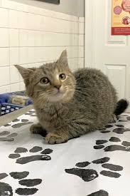 Available means that a kitten is available and that he is reserved means that somebody put down a deposit for this kitten, and we expect full payment. These St Louis Based Kittens Are Up For Adoption And In Need Of A