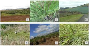 Image result for Zornia punctatissima