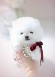 Alabama, alaska, arizona, arkansas, california, colorado, connecticut, delaware, district of columbia, florida, georgia, hawaii, idaho, illinois. Beautiful Pomeranian Puppy By Teacup Puppies Boutique Home Raised And Locally Bred In South Florida Pomeranian Puppy Teacup Puppies Pomeranian Puppy Teacup