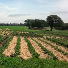 Maybe you would like to learn more about one of these? Straw Poll Weed Management And Higher Yields In Organic Potato Production With Straw Mulch Potato Grower Magazine