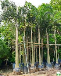 Image result for Wodyetia bifurcata