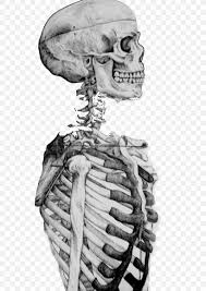 Maybe you would like to learn more about one of these? Drawing Study Human Skeleton Skull Sketch Png 736x1157px Watercolor Cartoon Flower Frame Heart Download Free