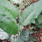 Image result for Olax gambecola