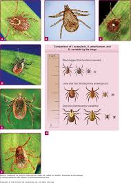 Image result for Rickettsiae