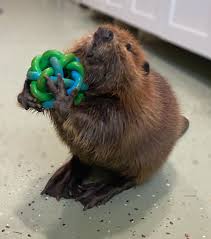 Wildlife Rescue Fighting to Keep Hand-Reared Beaver in Its Care