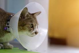 Biarkan anak kucing menghisap cairan dengan kecepatannya sendiri. Awas Teruja Promosi Ubat Ajaib Dalam Talian Untuk Si Bulus Boleh Bawa Padah I Suke Mstar
