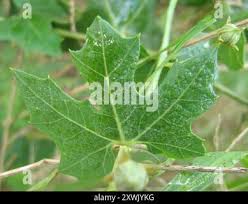 Image result for Coccinia sessilifolia